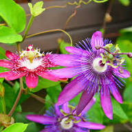PASSION FLOWER SEEDS