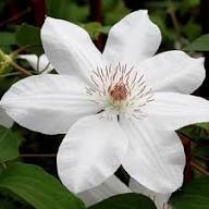 Clematis Flower for Planting Heirloom Non-GMO High Germination Organic Garden for Colorful Landscapes Seeds - Heirloom