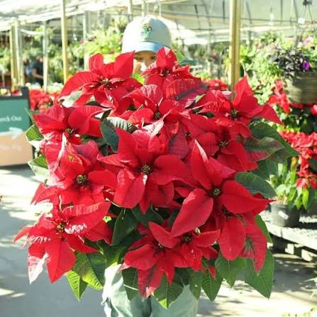Red Poinsettia Flower Seeds,R