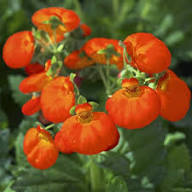 ORANGE CALCEOLARIA FLOWER SEEDS