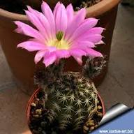 Pink Astrophytum Flower Flower Seeds - Heirloom Non GMO High Germination Organic Garden Planting Seeds