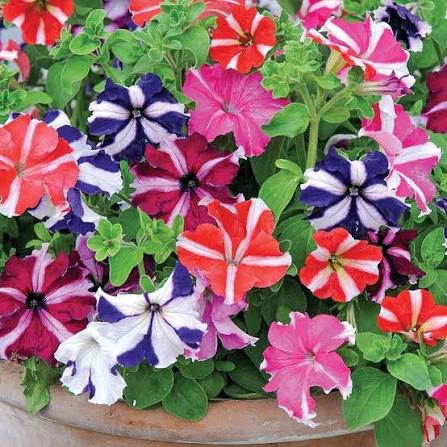 Mixed Petunia Flowers Seeds