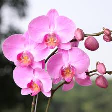 Phalaenopsis Orchid Flowers Seeds