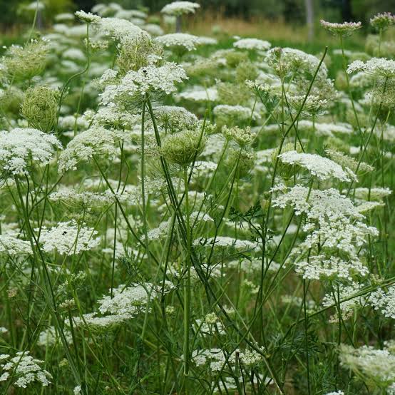 White Hemlock Flower Seeds