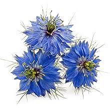Nigella Flower Seeds