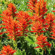 Red Castilleja Flower Seeds - Heirloom Non GMO High Germination Garden Seeds for Planting