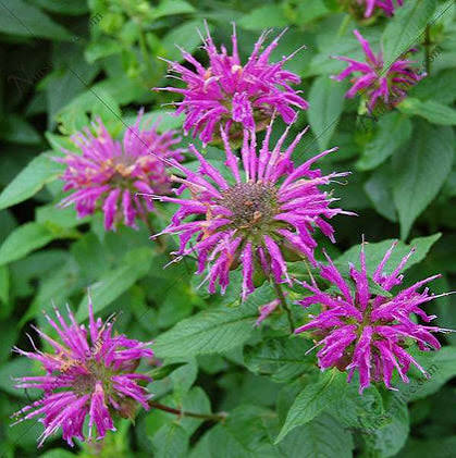 Bergamot Flower Seeds