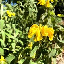 Jerusalem Flower Seeds