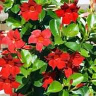 Red Climbing Dipladenia Flower Seeds - Heirloom Non GMO High Germination Flower Seeds for Home Garden Planting