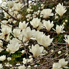 Yulan Magnolia Flower Seeds
