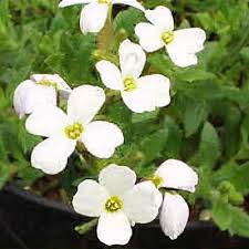White Aubrieta Flower Flower Seeds - Heirloom Non GMO High Germination Organic Garden Planting Seeds