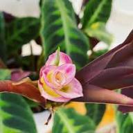 Calathea Warscewiczii Flower Seeds