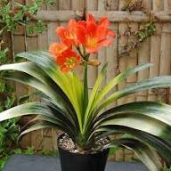 Orange Light Clivia Flower Seeds Heirloom Non-GMO High Germination Organic - Heirloom Non GMO Premium Garden Seeds for P