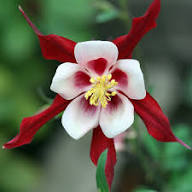 Pink Columbine Flower Seeds - Heirloom Non GMO High Germination Flower Seeds for Planting