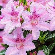 Pink Azalea Flower Seeds