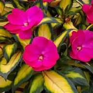 Pink Impatiens Flower Seeds