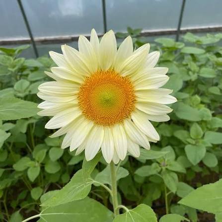 White Sunflower Seeds