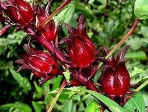 HIBISCUS ROSELLA Flower Seed