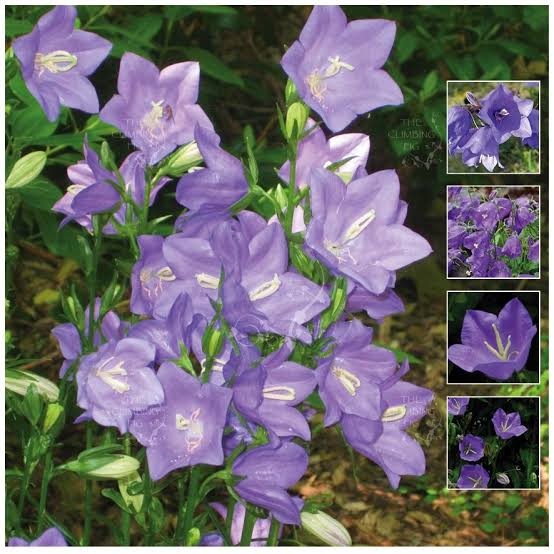 Purple Light Bell Flower Seeds
