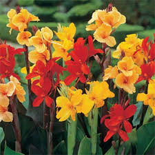Mixed Canna Flower Gardens Premium Floral Decorative Outdo Seeds - Heirloom Non GMO High Germination Garden Flower See