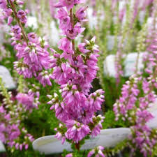 calluna Flower