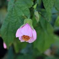 Pink Abutilon Flower Seeds