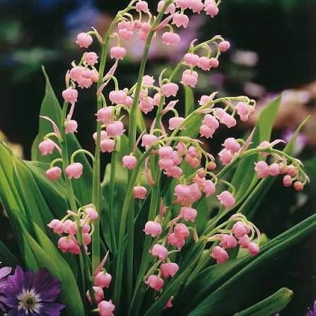 Pink Lily The Valley Flower Pale
