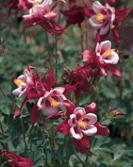 Columbine Flower for Planting Heirloom Non-GMO High Germination Organic Garden for Colorful Landscapes Seeds - Heirloo