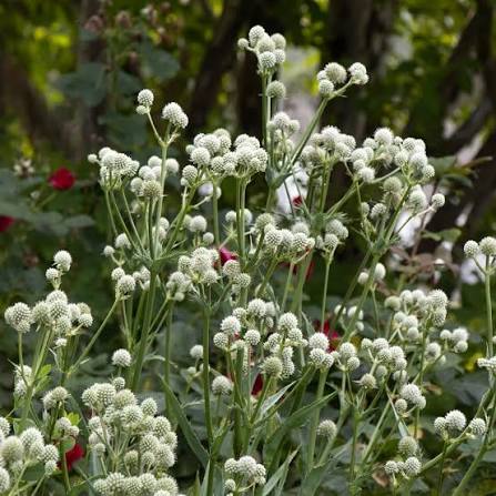 Green Eryngium Flower Seeds