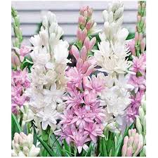 Watsonia Flower Seeds
