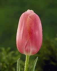 Red Tulip Flower Seeds Pink