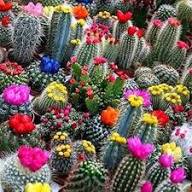 Cactus Flower Seeds