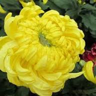 Yellow Chrysanthemum Flower Seeds - Heirloom Non GMO High Germination Garden Seeds for Planting