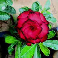 Red Black Adenium Flower Rare Blooming Plants Seeds - Heirloom Non GMO High Germination Organic Garden Planting