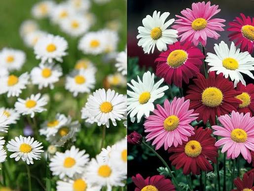 Pyrethrum Daisy Flower Seeds