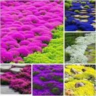 Mixed Creeping Thyme Flower Seeds - Heirloom Non GMO High Germination Flower Seeds for Planting