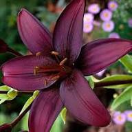 Maroon Perennial Flower Seeds Rare Blooming Plants Balcony and Patio Gardening Colorful Seeds for Planting Heirloom Non-