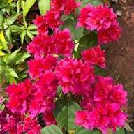 Pink Bougainvillea Flower Seeds – Easy Grow Blossoms Home Garden Decoration Seeds