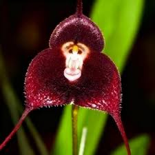 Red Monkey Face Orchid Flower Seeds - Heirloom Non GMO High Germination Organic Garden Flower Seeds