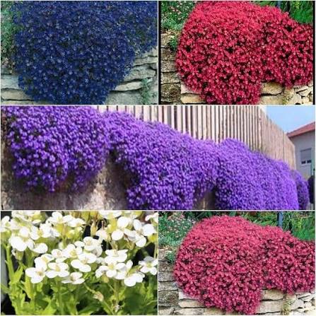 Mixed Cress Flower Seeds
