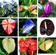 Mixed Anthurium Flower Seeds