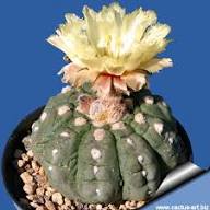 Astrophytum Flower Seeds Heirloom Non-GMO Seeds for Planting High Germination Organic Garden Seeds - Heirloom Non GMO