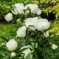 White Yellow Walter Mains Flower Growing and Flowers Flower Seeds