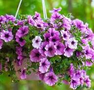 Violet Violet Petunia Flower Dark Fresh