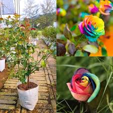 Mixed Rose Flower
