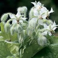 White Borage Flower Seeds