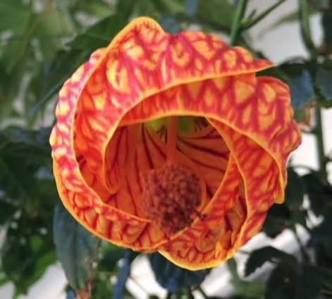 Red piecse Abutilon Flower seeds
