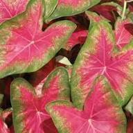 Cactus Flower Seeds - Heirloom, Non-GMO, High Germination Flower Seeds for Planting