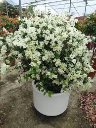 White Bougainvillea Flower Premium Floral Seeds - Heirloom Non GMO High Germination Organic Garden Planting
