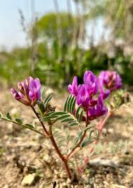 Purple Astragalus Flower